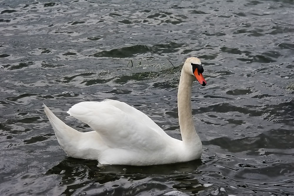 Schwan auf dem Möhnesee 3