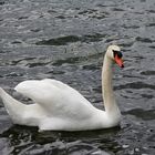 Schwan auf dem Möhnesee 3