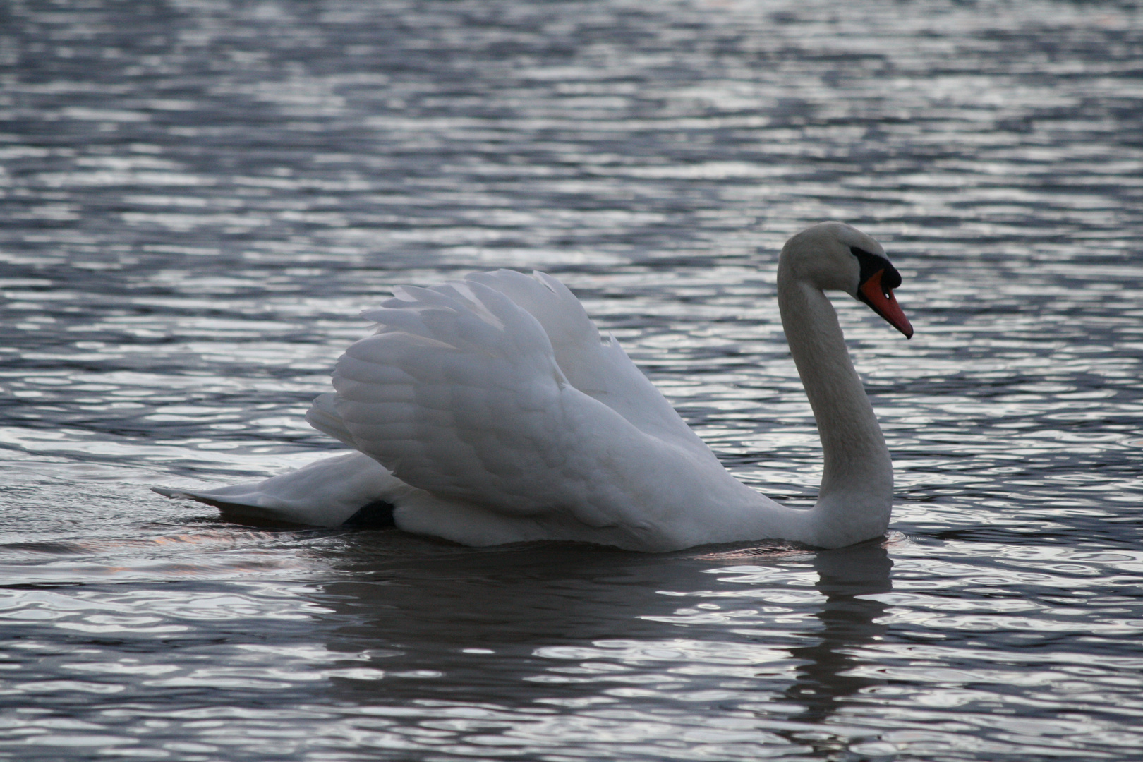 Schwan auf dem Neckar