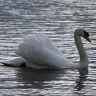 Schwan auf dem Neckar