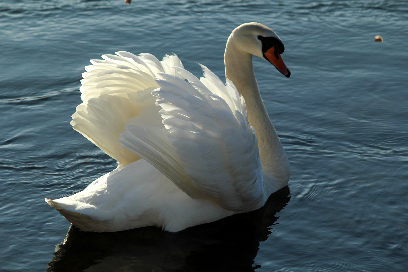 Schwan auf dem Rhein