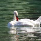 Schwan auf dem Rhein