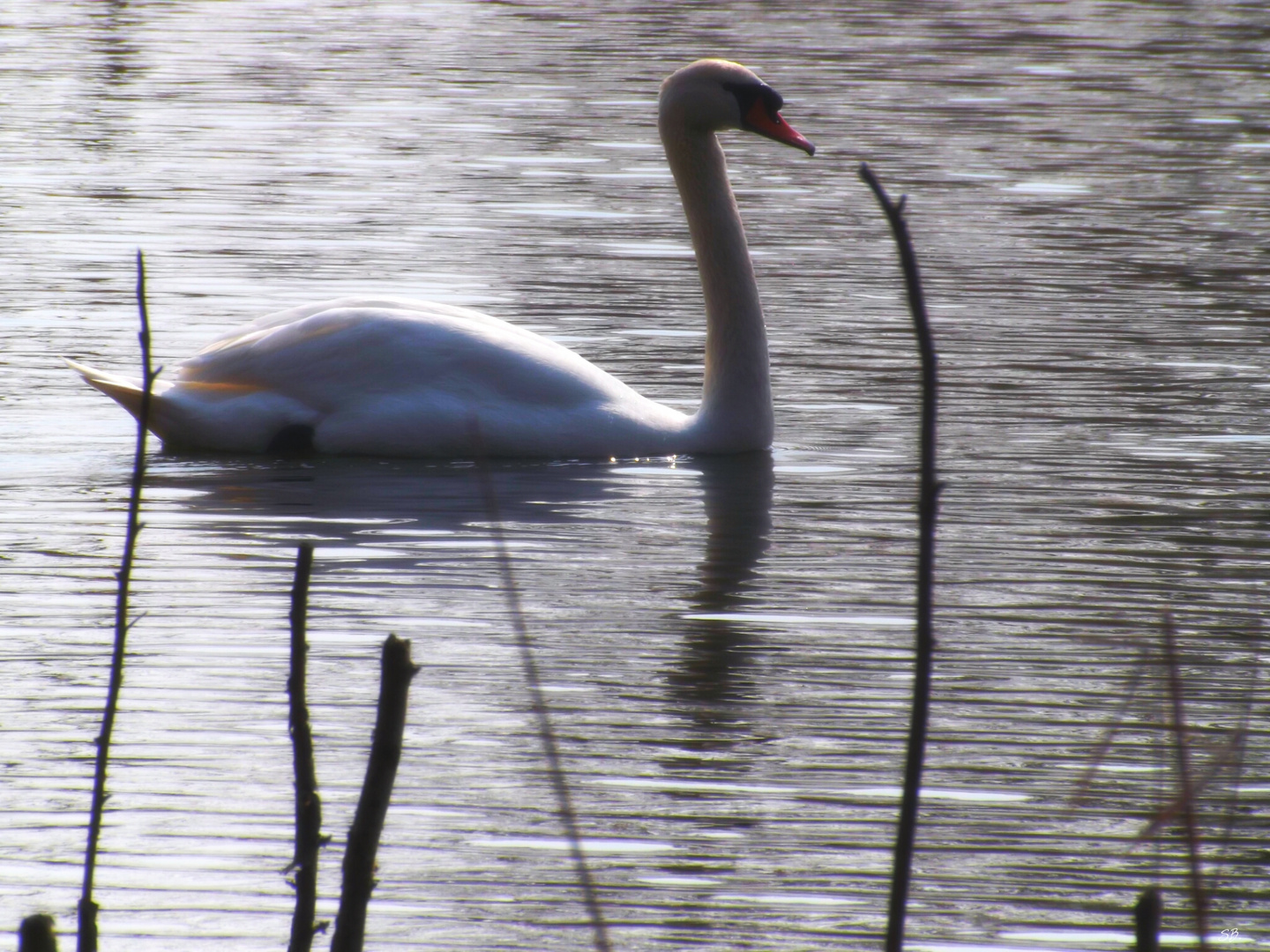 Schwan auf dem See