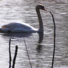 Schwan auf dem See