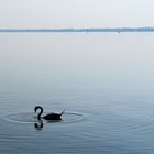 Schwan auf dem See