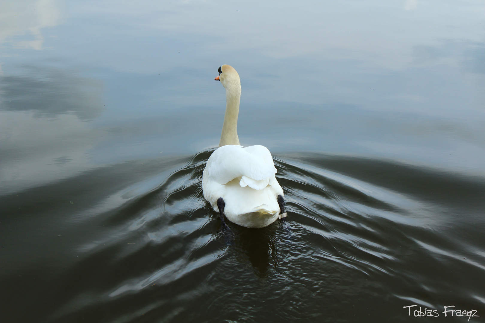 Schwan auf dem See