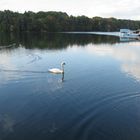 Schwan auf dem Straussee