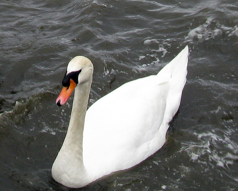 Schwan auf dem stürmenden Steinhuder Meer