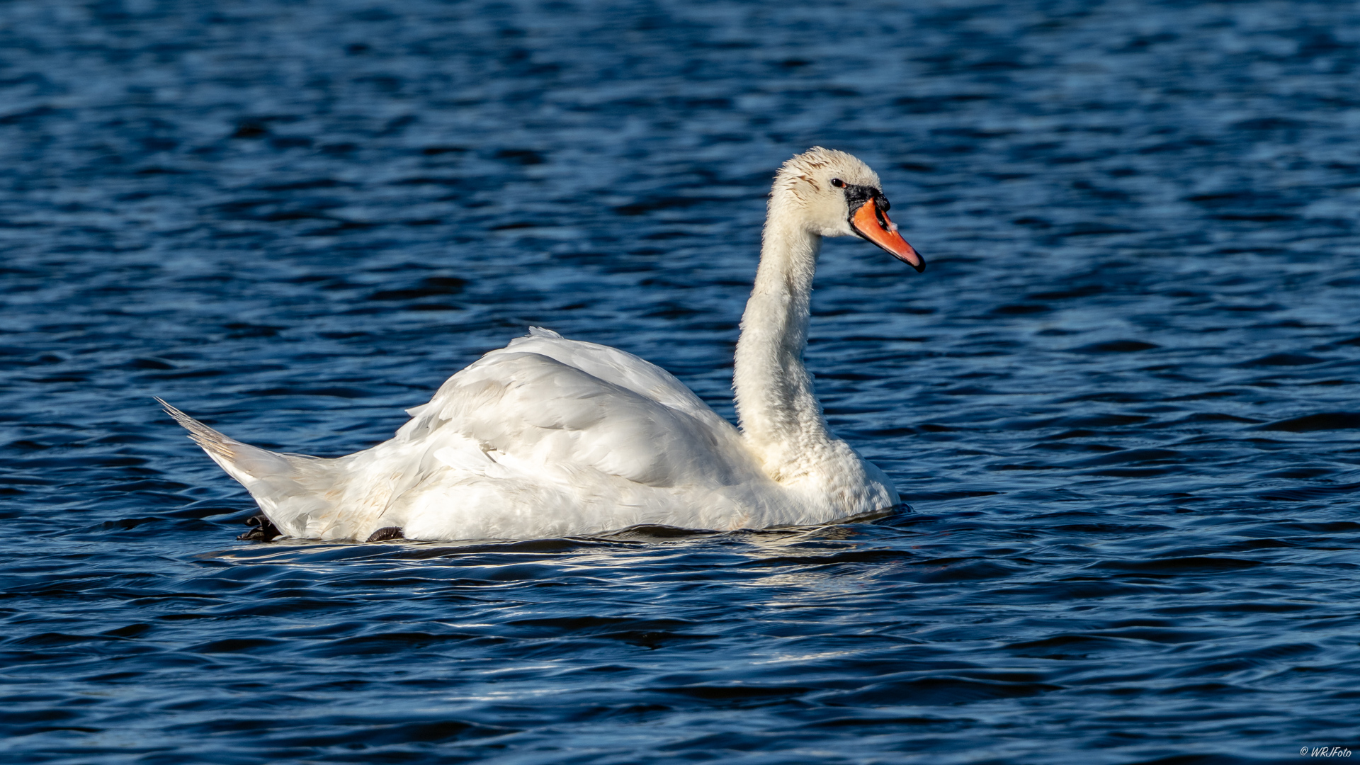 Schwan auf dem Undank