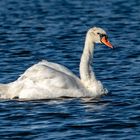 Schwan auf dem Undank