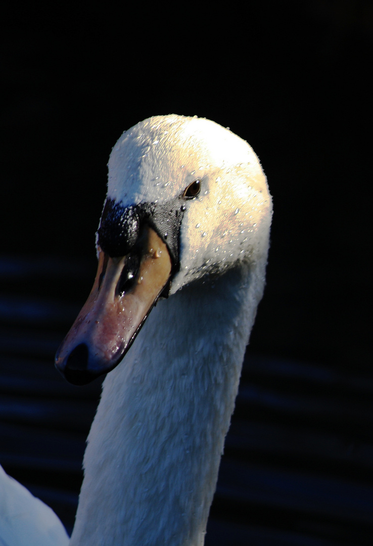 Schwan auf dem Wasser