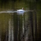 Schwan auf dem Wasser