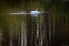 Schwan auf dem Wasser