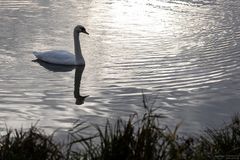 Schwan auf dem Wasser