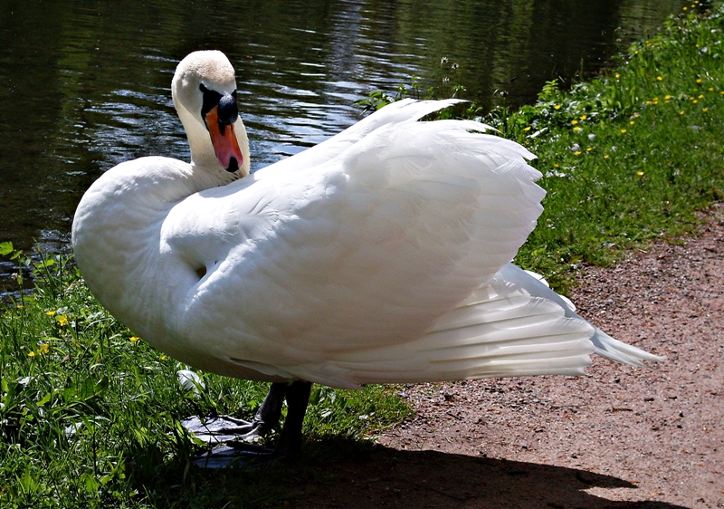 Schwan auf dem Weg