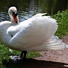 Schwan auf dem Weg