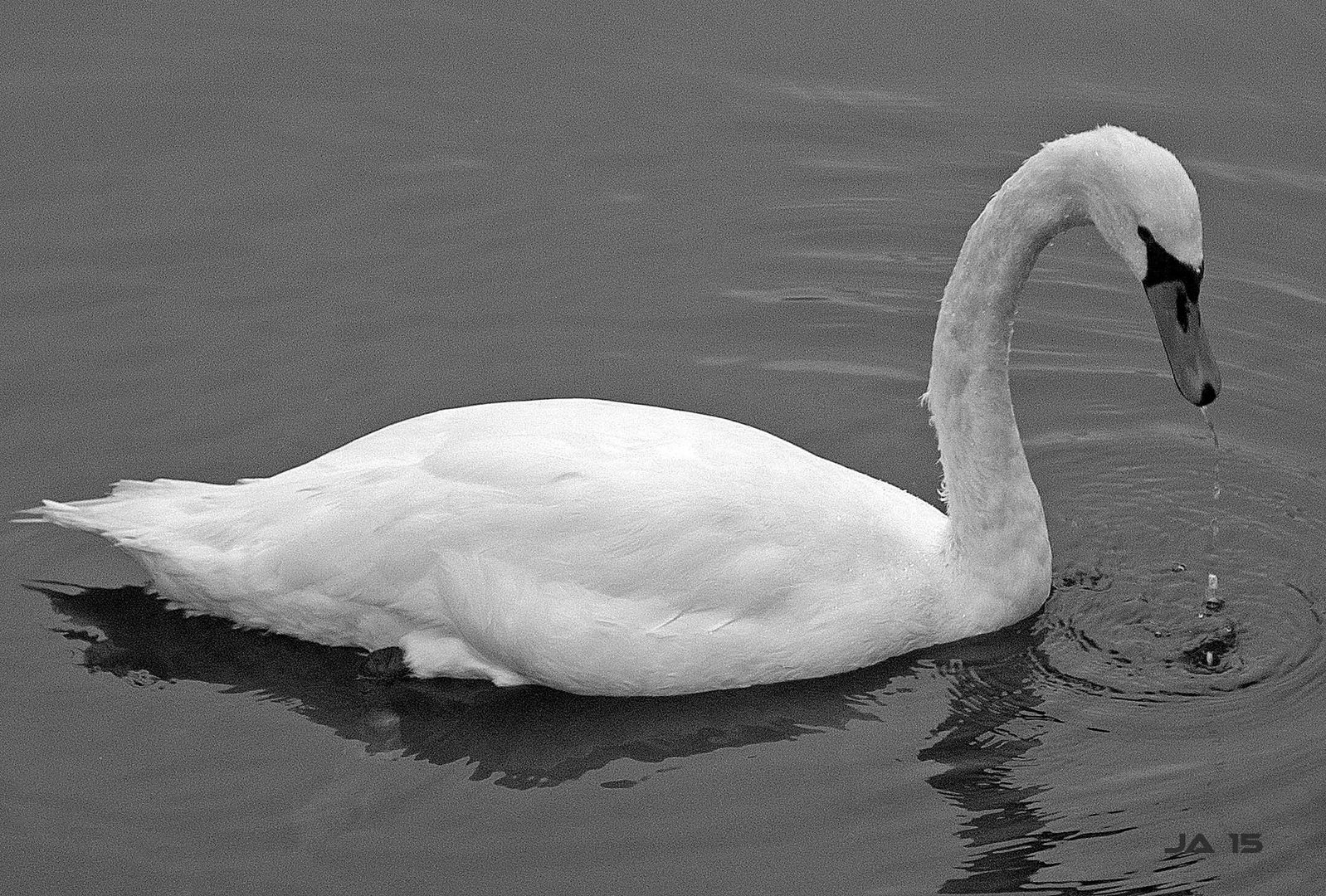 Schwan auf dem Wilkenburgersee