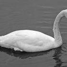 Schwan auf dem Wilkenburgersee