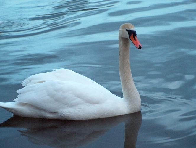 Schwan auf dem Zeuthner See