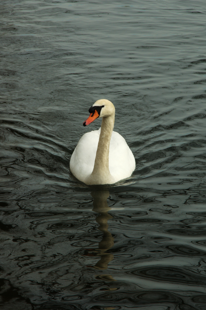 Schwan auf der Aare