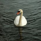 Schwan auf der Aare