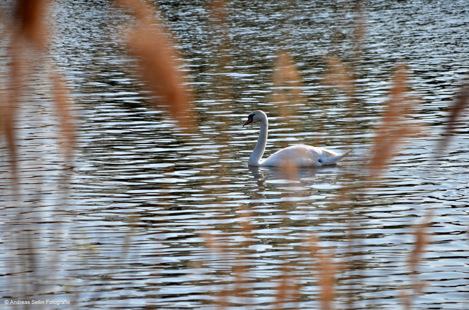 Schwan auf der Aller