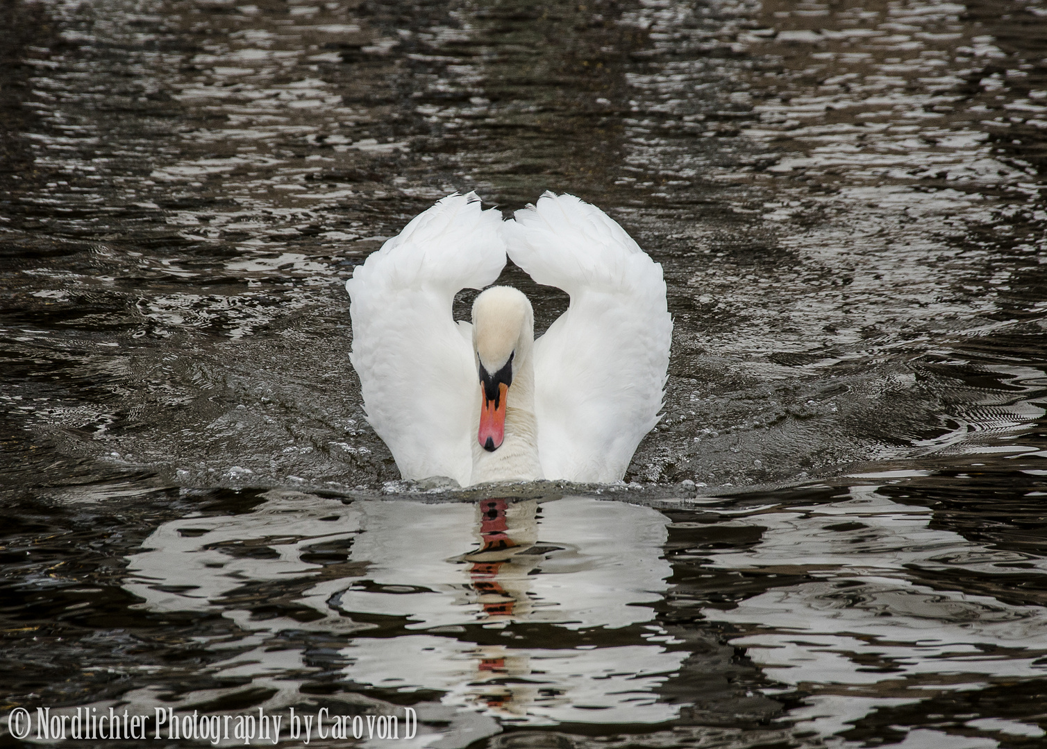 Schwan auf der Alster