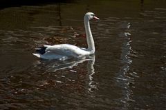 Schwan auf der Alster