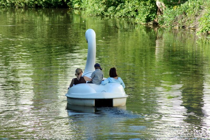 Schwan auf der Altmühl