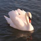 Schwan auf der Donau