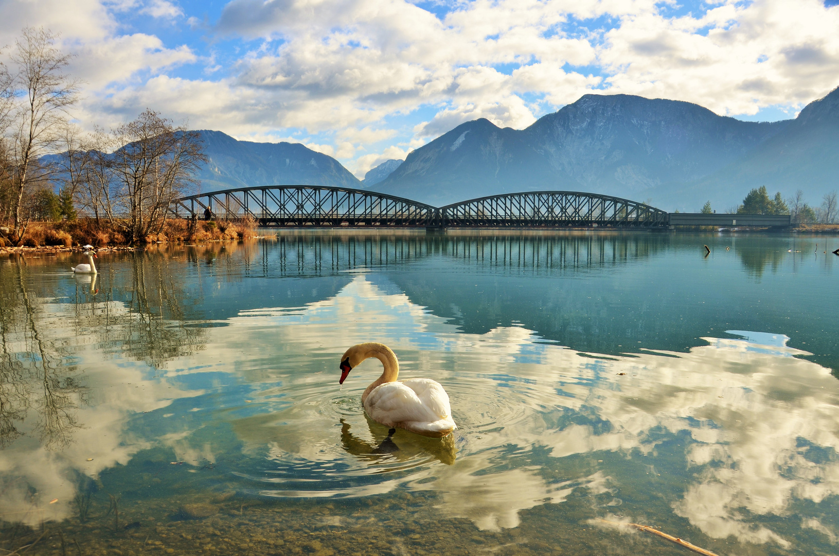 Schwan auf der Drau