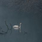 Schwan auf der Drau im Rosental