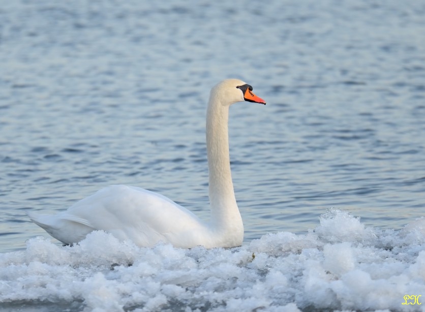 Schwan auf der Elbe