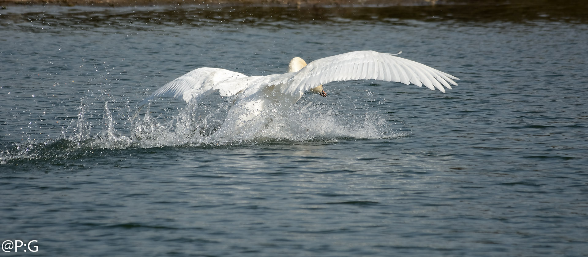 Schwan auf der Flucht