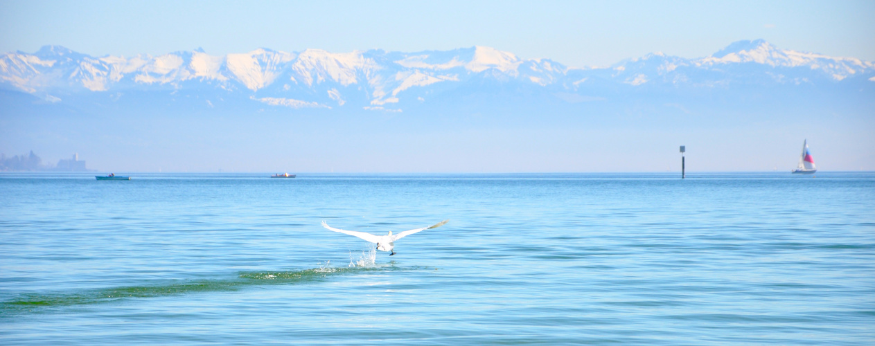 Schwan auf der Flucht