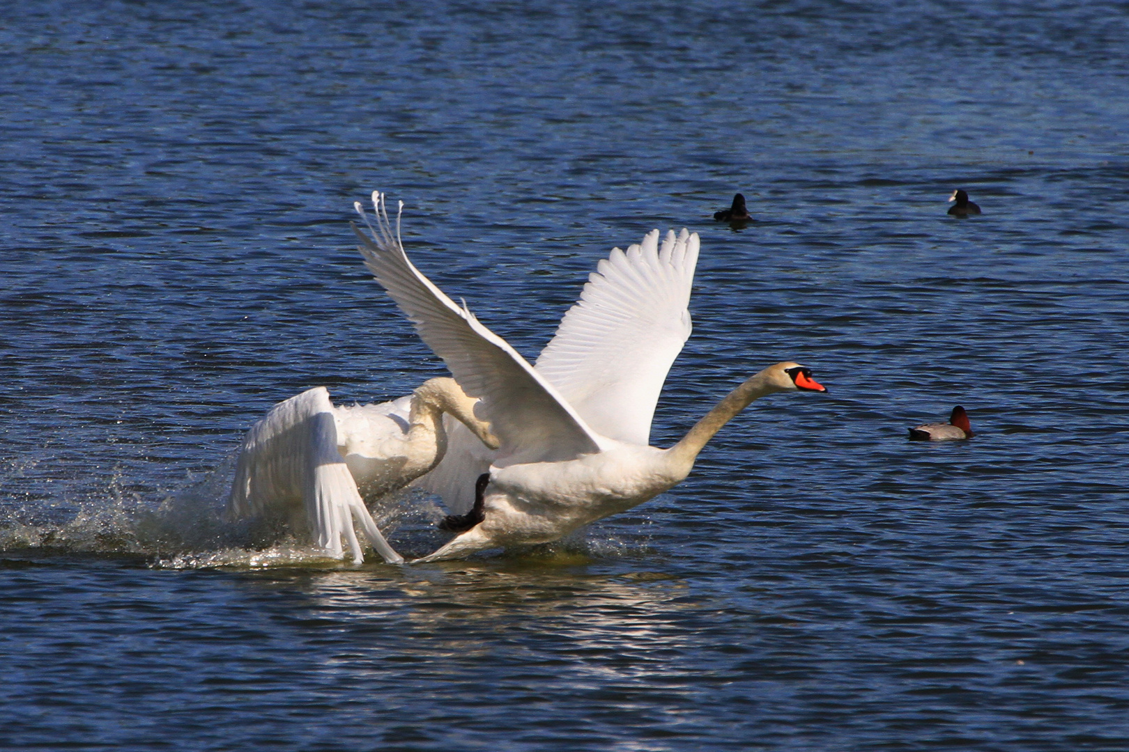 Schwan auf der Flucht