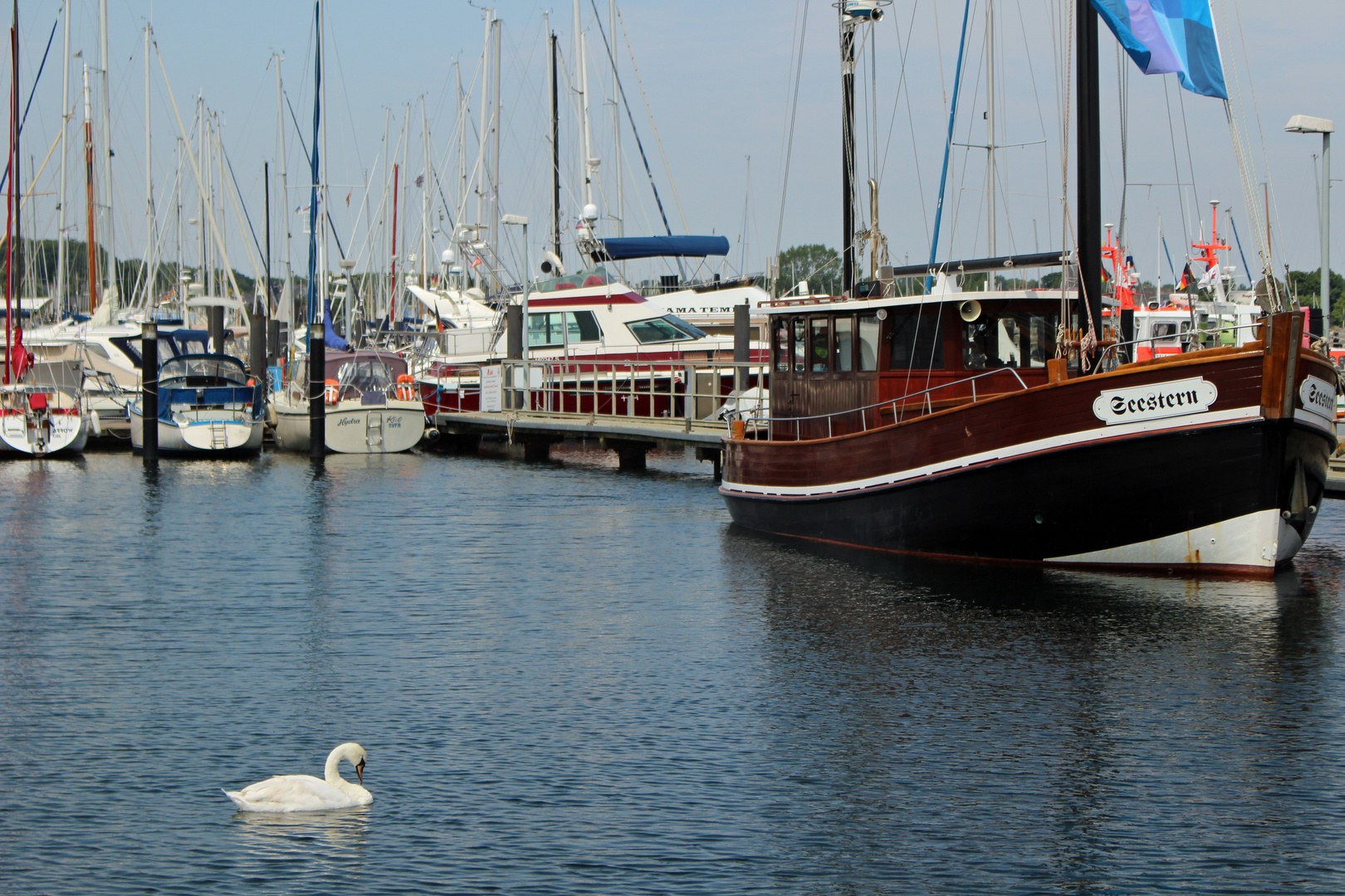 Schwan auf der Kieler Förde