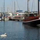 Schwan auf der Kieler Förde