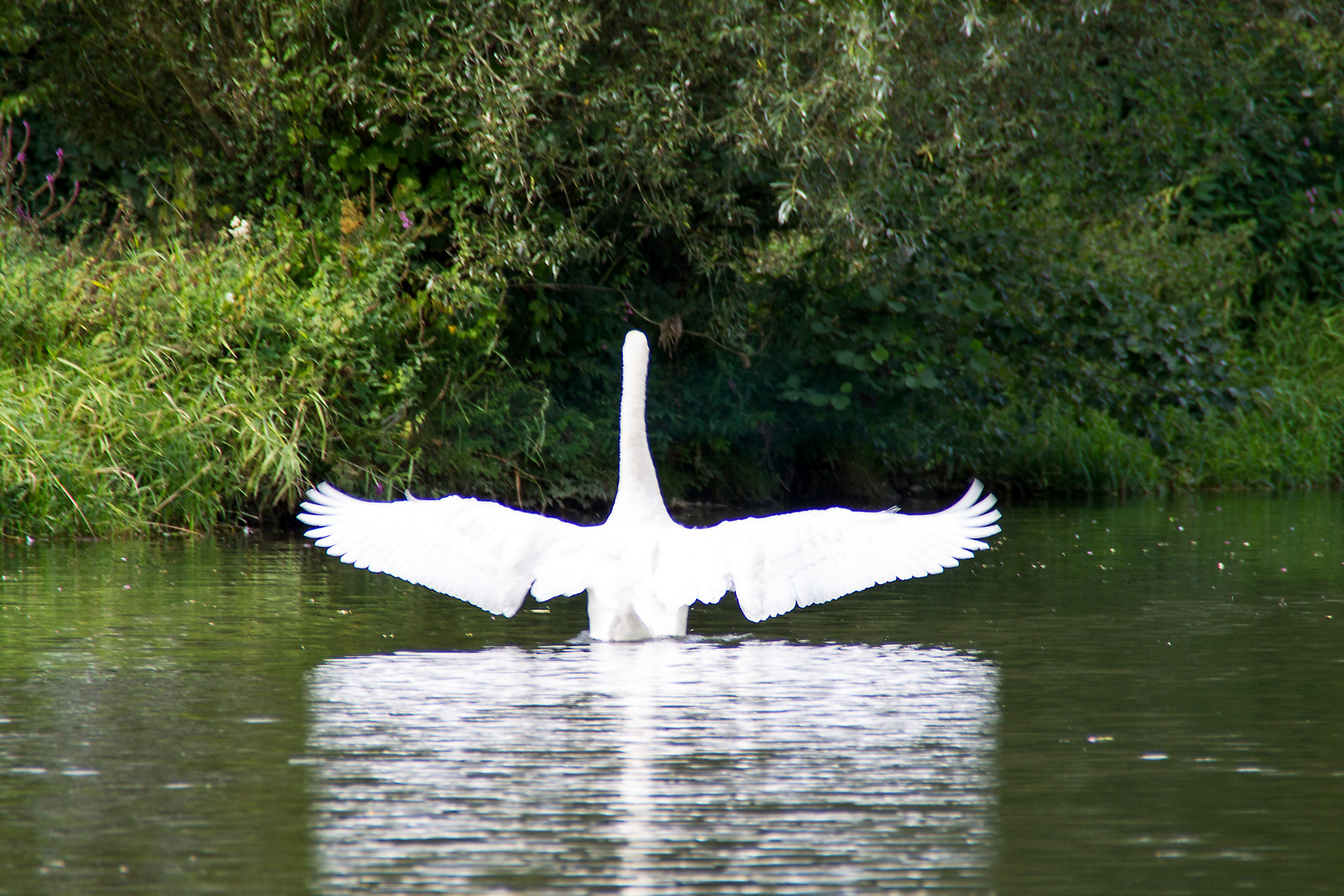 Schwan auf der Lahn....