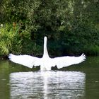 Schwan auf der Lahn....