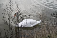 Schwan auf der Lahn