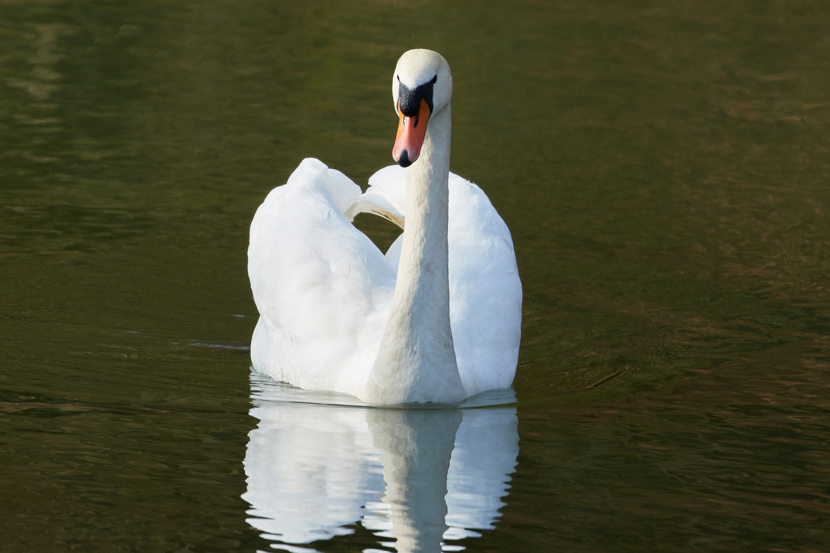 Schwan auf der Lahn