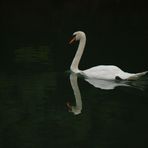 Schwan auf der Limmat