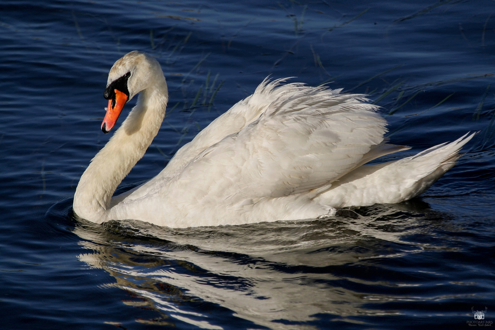 Schwan auf der Mosel