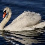 Schwan auf der Mosel