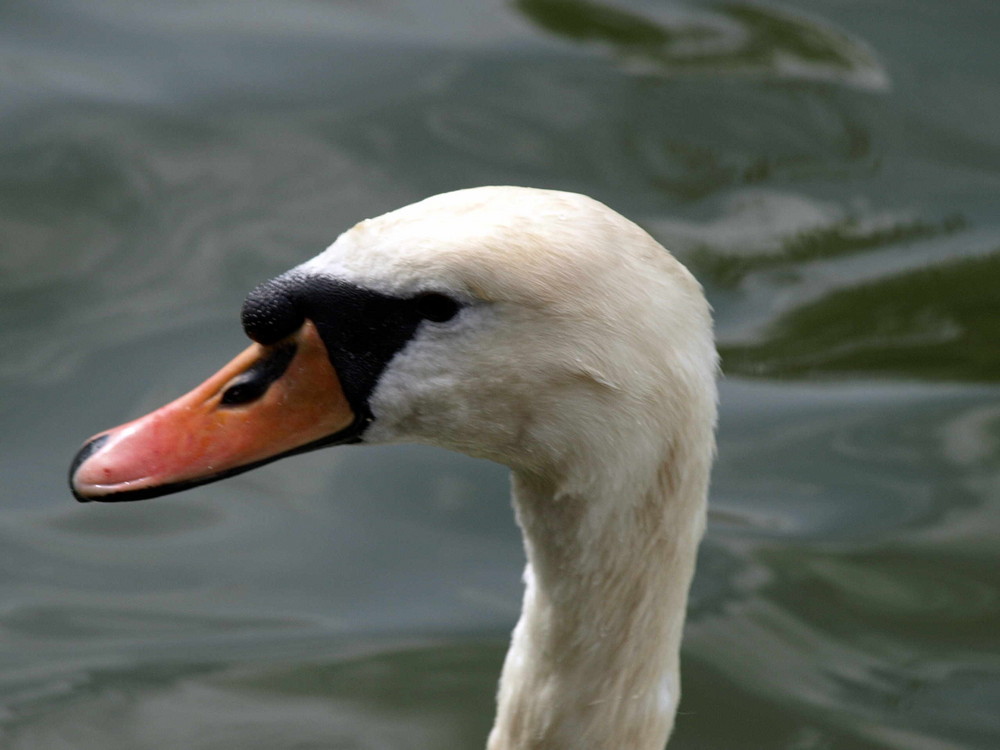 Schwan auf der Moselles(Mosel) in Metz/F