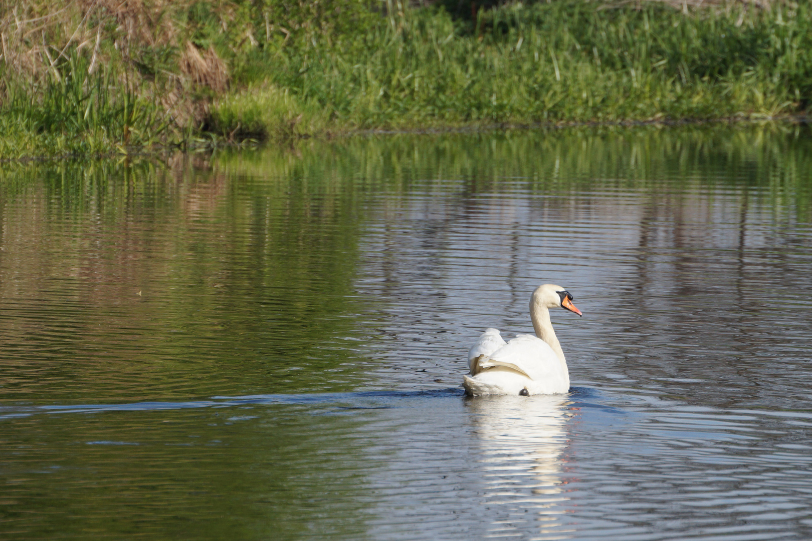 Schwan auf der Naab