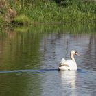 Schwan auf der Naab