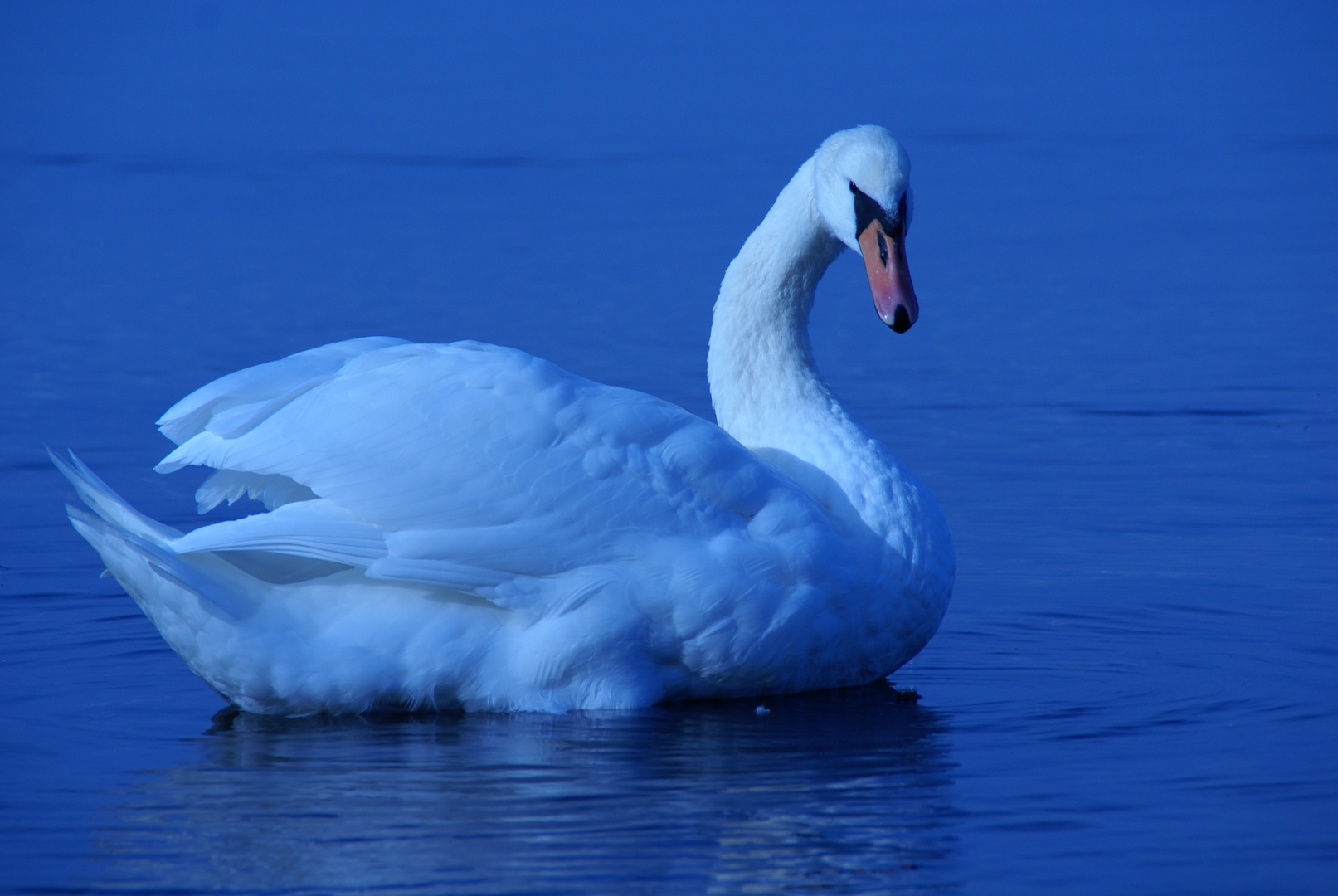 Schwan auf der Ostsee