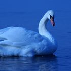 Schwan auf der Ostsee